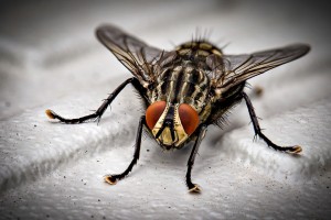 Insect Control, Pest Control in Chesham, Chartridge, Latimer, HP5. Call Now 014 9464 1066