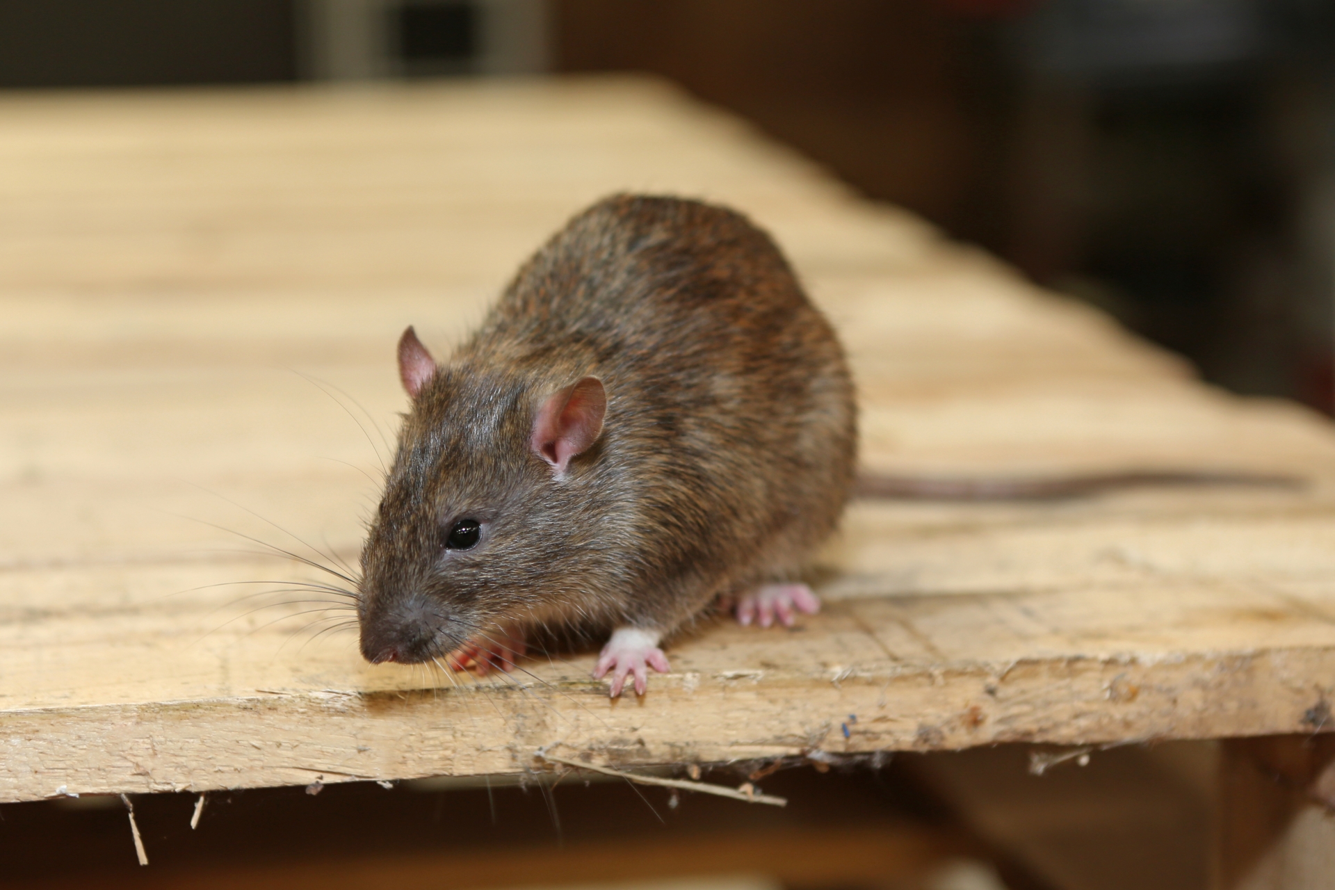Exterminator, Pest Control in Petworth, North Chapel, Lodsworth, GU28. Call Now 0330 010 0515